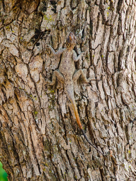 Hide and Seek