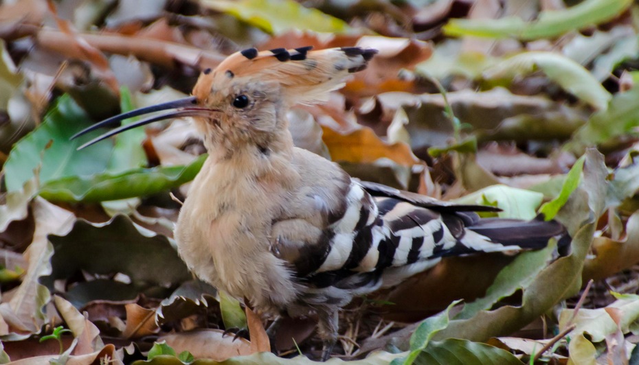 Hoopoe