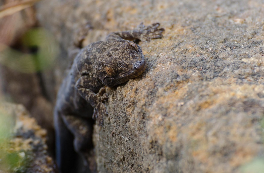 Lizard Camouflage