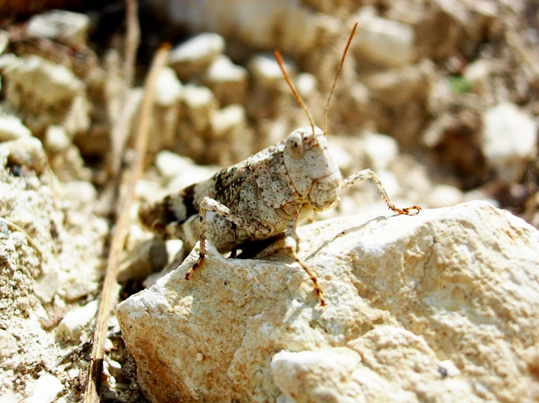 Macro Camouflage