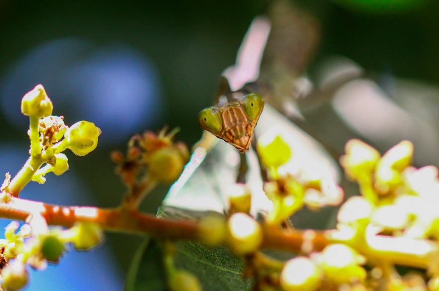Mantis in Waiting