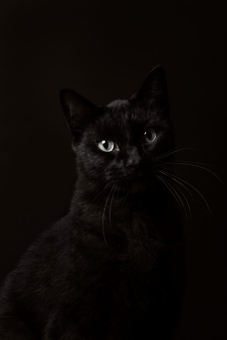 Master Cat