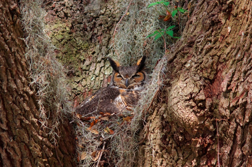Owl Camouflage