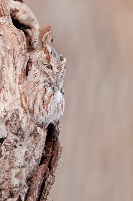 Perfect camouflage