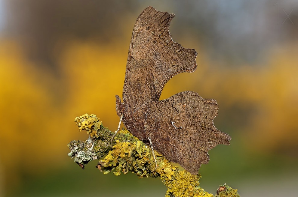 Polygonia c-album