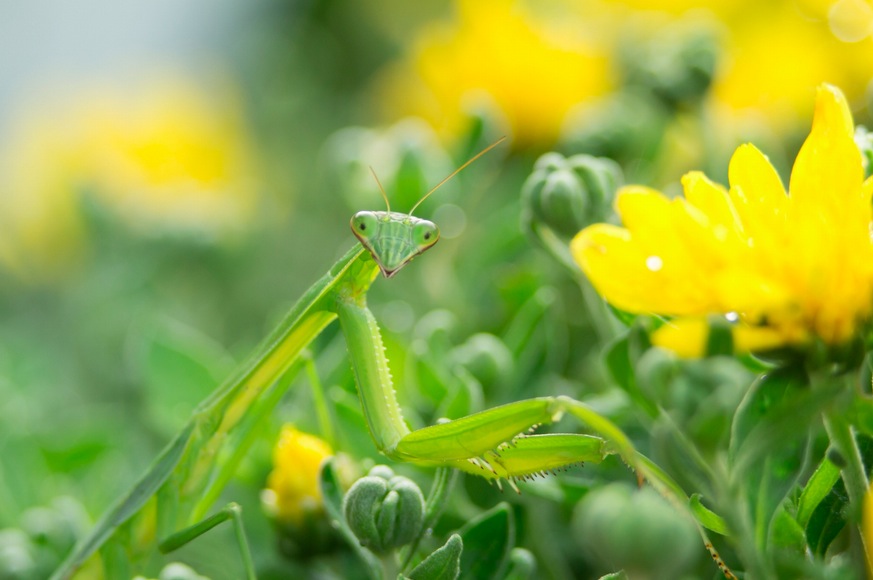 Praying Mantis