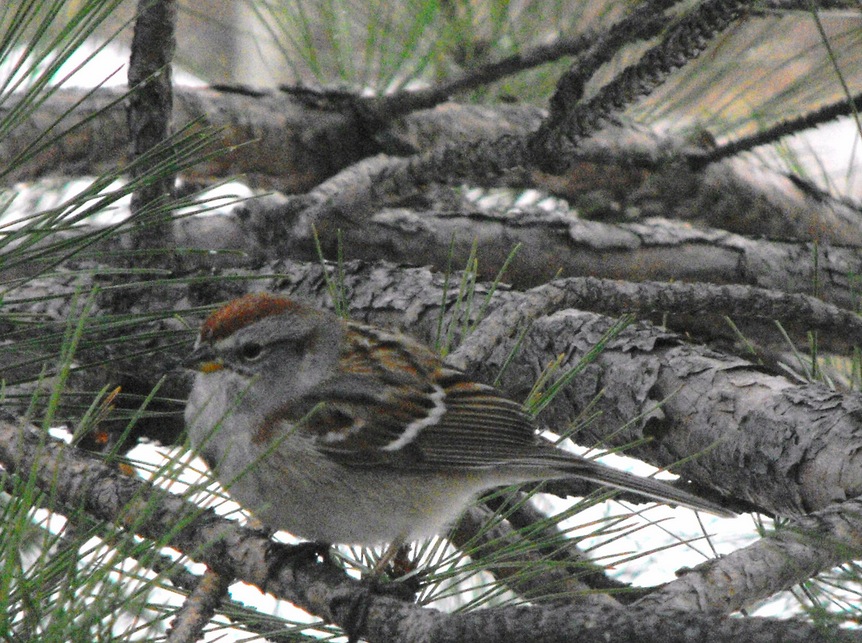 Pretty bird