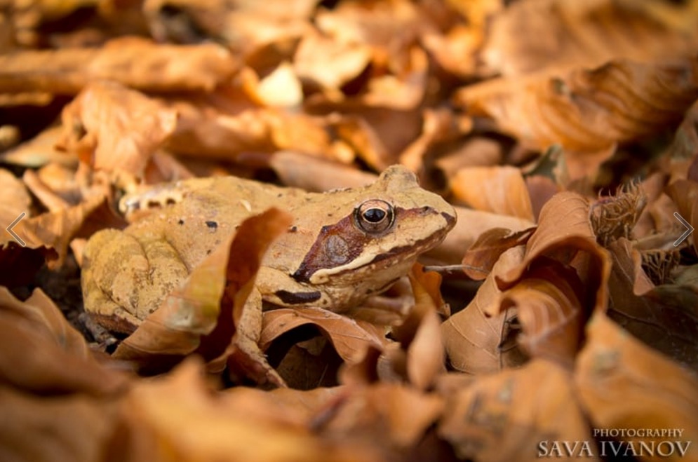 Rana dalmatina