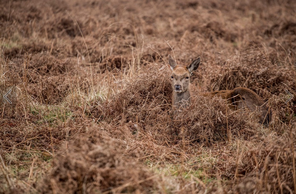 Red Deer in a Field of Grass. Shot in the Autumn. Richmond Park, London, England
