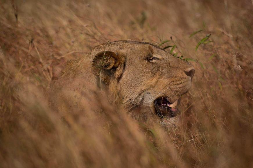 Safari Camouflage