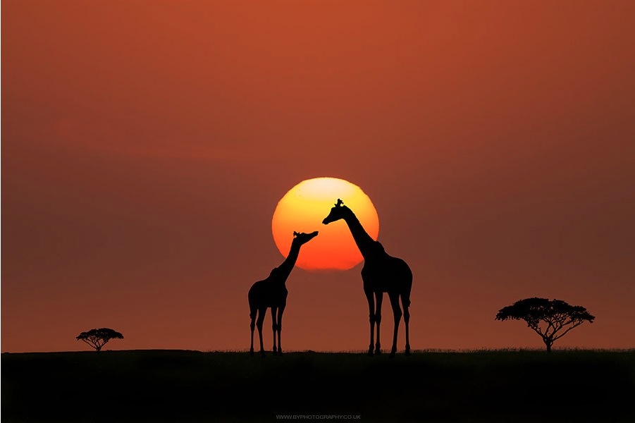 Giraffe Sunset