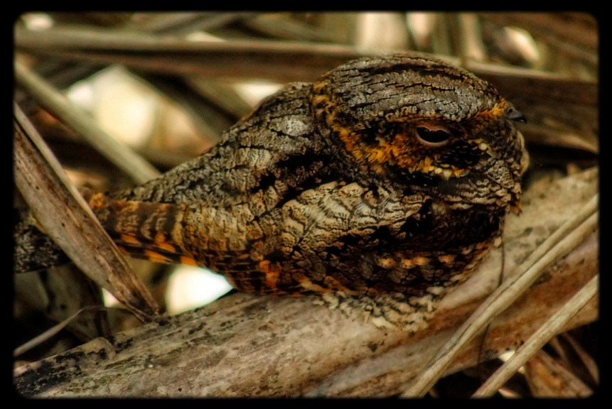 Whipporwill Camouflage