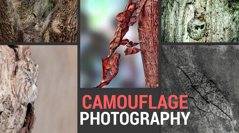 camouflage photography