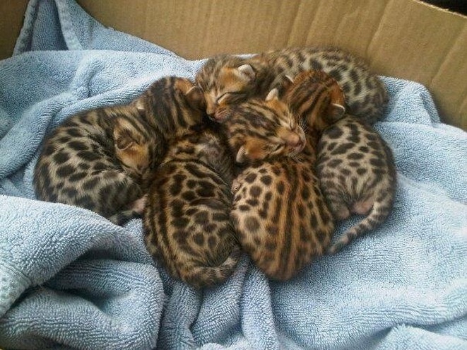 A box of baby bengals