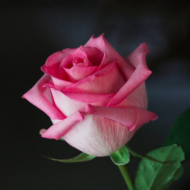 Antique Rose