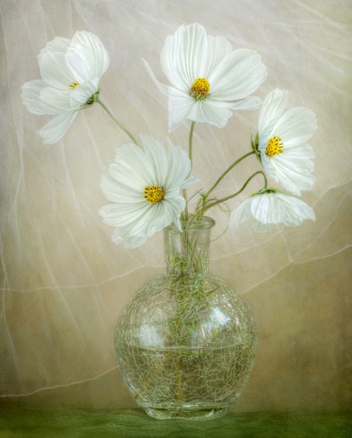 Cosmos breeze