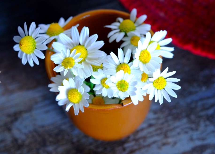 Daisies in the village