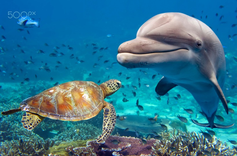 Dolphin and turtle