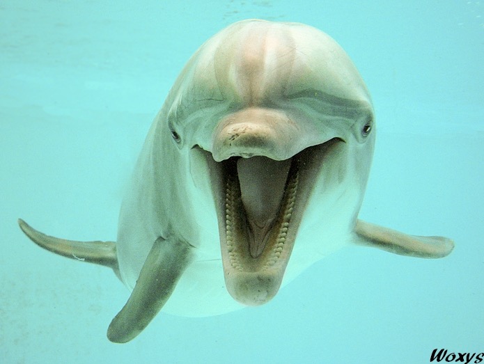 Dolphin happy to see you