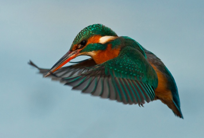 Female Kingfisher