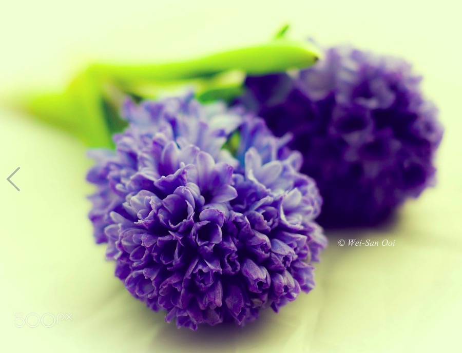 Hyacinth