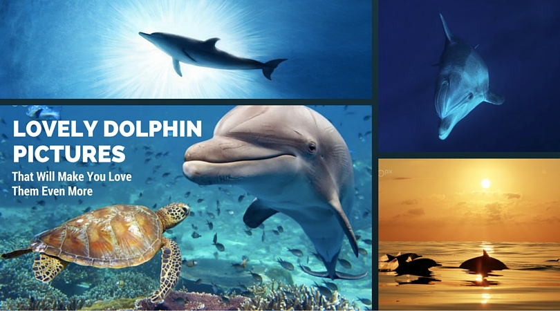 Lovely Dolphin Pictures