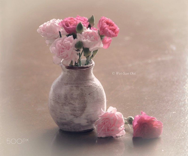 Pink carnations