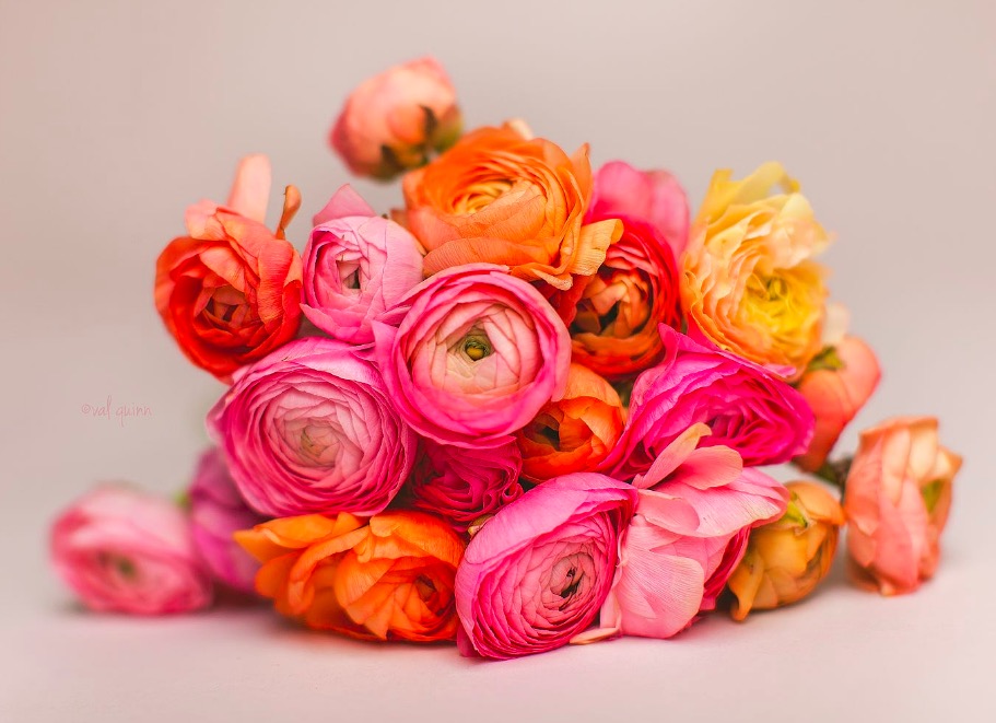 Ranunculus Florals