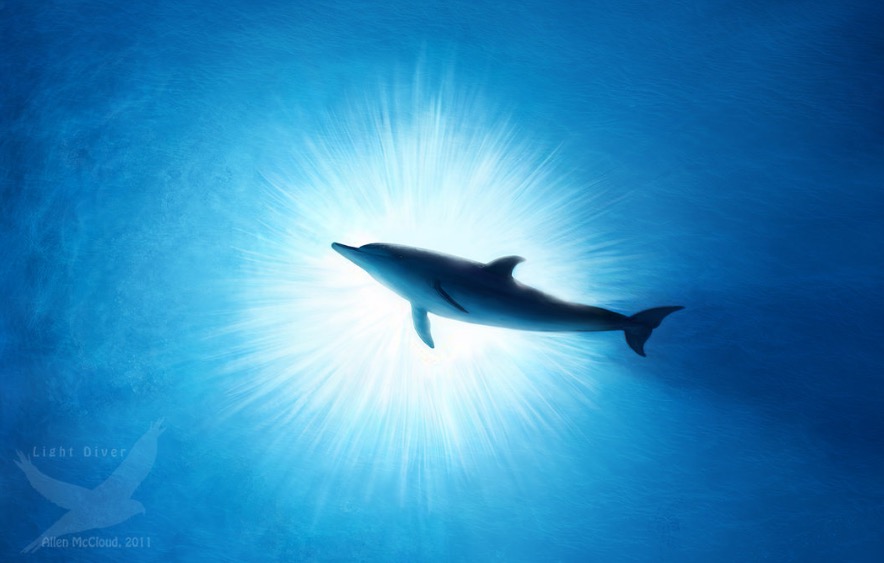 Spotted Dolphin - Light Dive