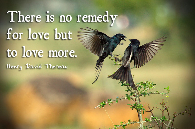 There is no remedy for love but to love more