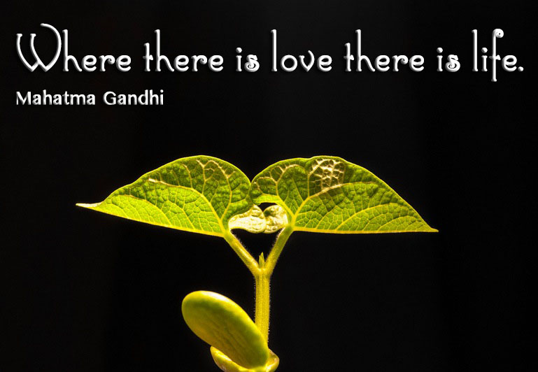 Where there is love there is life