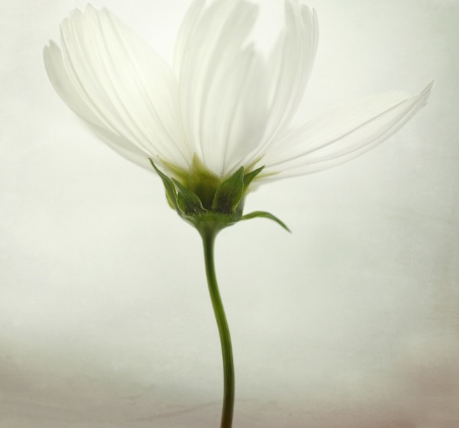 White cosmos