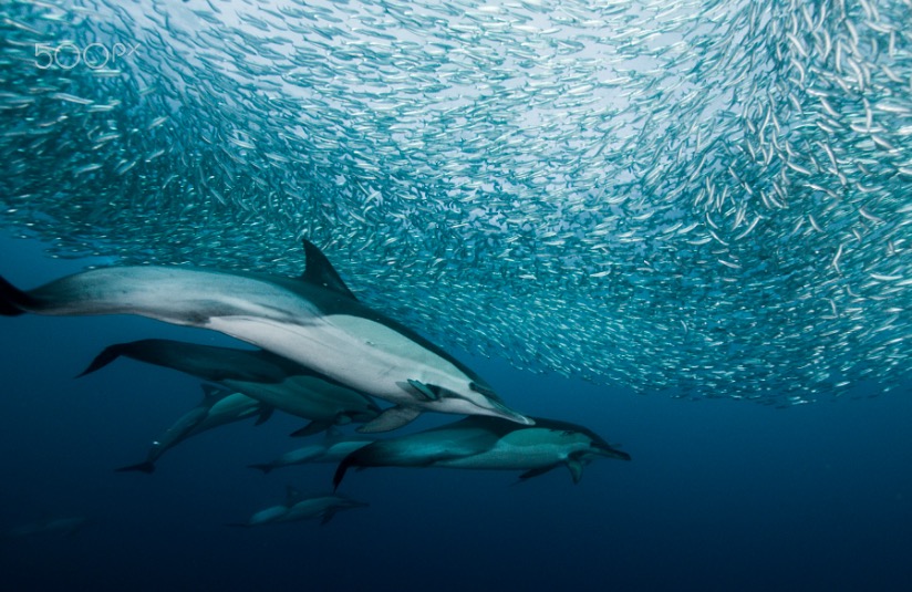 sardine wars ep. VIII