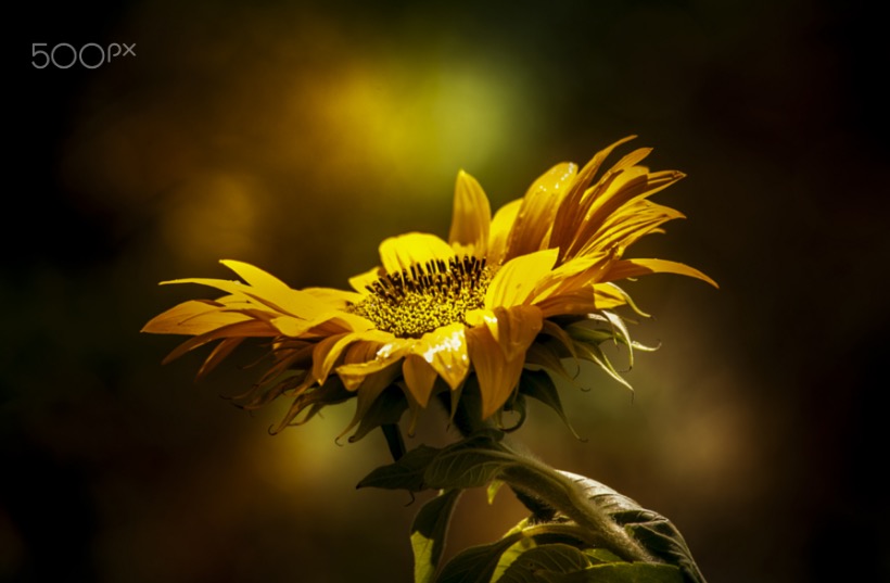 Golden sunflower