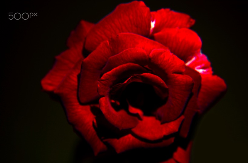 happy valentine's day