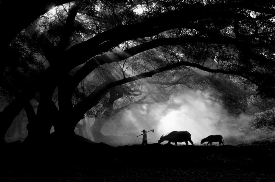 Farmer with his buffalos