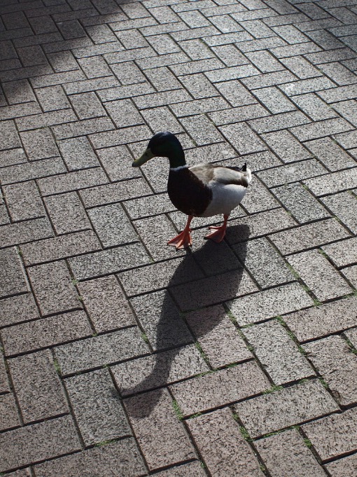 walk-tall