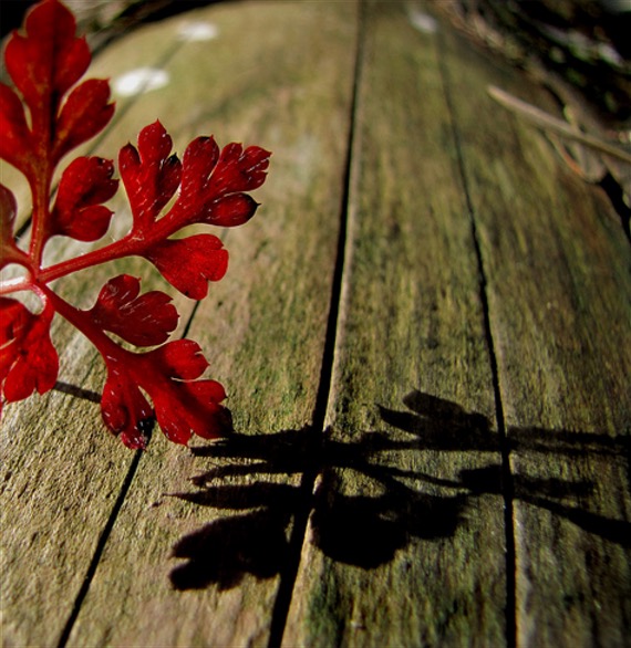 red-color-and-composition