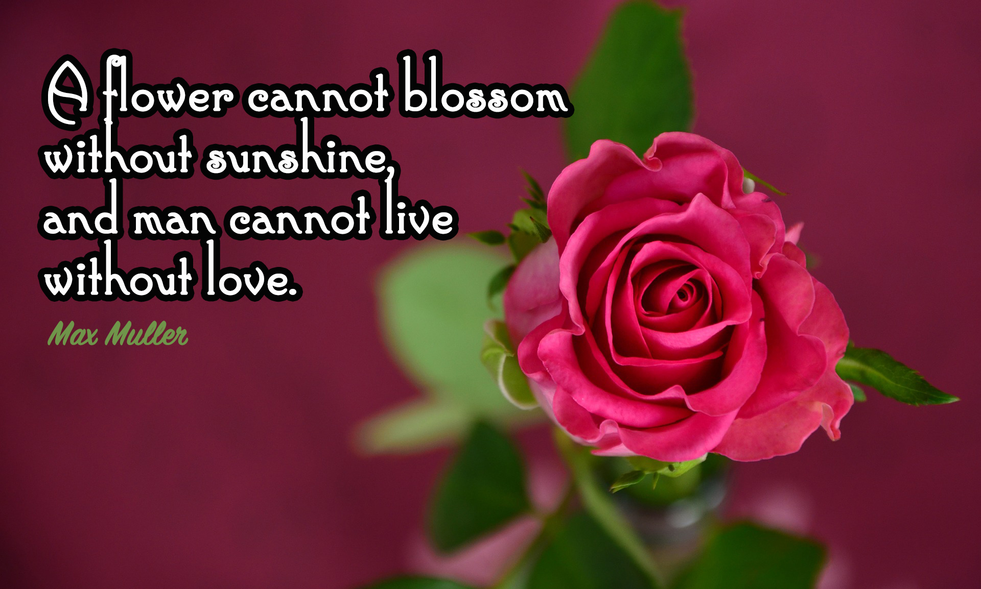 A flower cannot blossom without sunshine, and man cannot live without love.