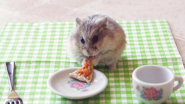 Hamster 1