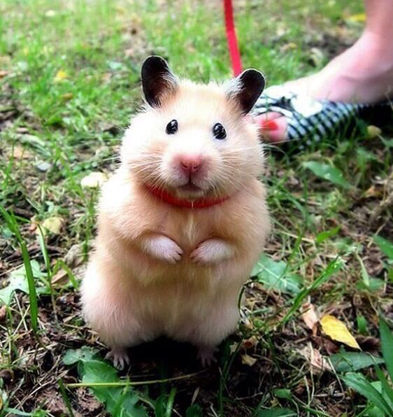 Hamster 2