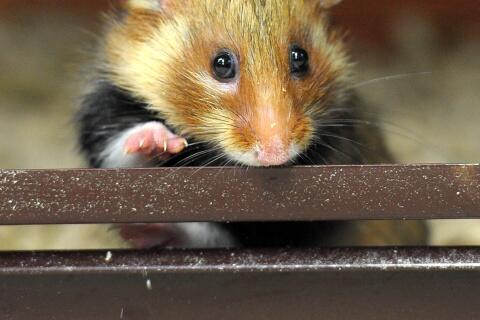 Hamster 3