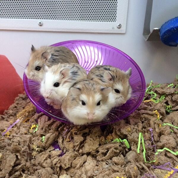Hamster 4
