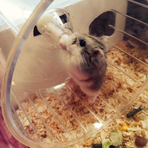 Hamster 6