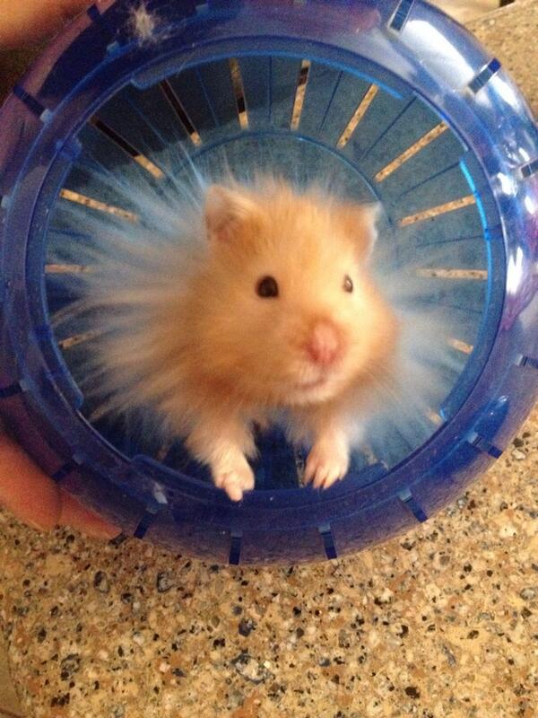 Hamster 7