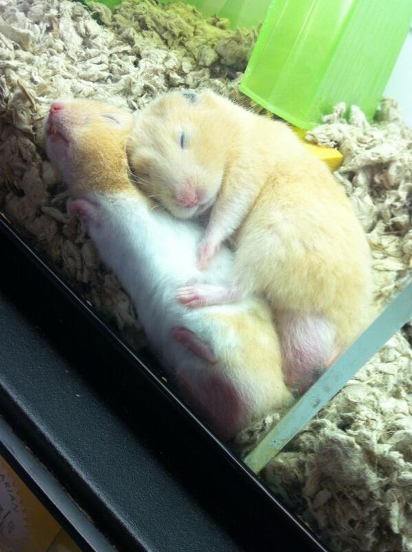 Hamster5