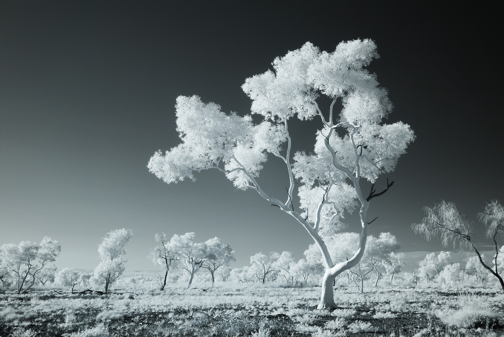 Infrared Photography