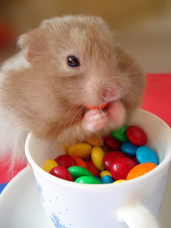 Pictures-of-Cute-Hamster-1