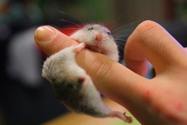 Pictures-of-Cute-Hamster-21