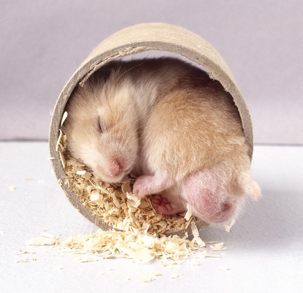 Pictures-of-Cute-Hamster-27